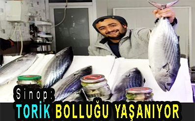 <center> Sinop: </center><center><font color=’blue’> TORİK BOLLUĞU YAŞANIYOR </font></center>