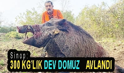 <center> Sinop: </center><center><font color=’blue’>300 KG’LIK DEV DOMUZ AVLANDI </font></center>