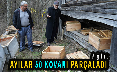 <center> Ağlı: </center><center><font color=’blue’> AYILAR 50 KOVANI PARÇALADI </font></center>