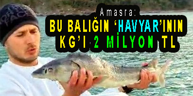 <center> Amasra: </center><center><font color=’blue’> BU BALIĞIN ‘HAVYAR’ININ  KG’I 2 MİLYON TL  </f></center>