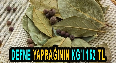 DEFNE YAPRAĞININ KG’I 152 T