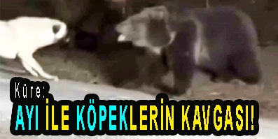 <center> Küre: </center><center><font color=’blue’> AYI İLE KÖPEKLERİN KAVGASI! </font></center