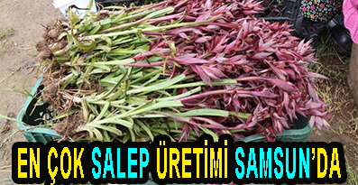 EN ÇOK SALEP ÜRETİMİ SAMSUN’DA