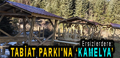 <center> Ersizlerdere: </center><center><font color=’blue’> TABİAT PARKI’NA ‘KAMELYA’ </font></center>