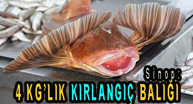 <center> Sinop: </center><center><font color=’blue’>4 KG’LIK KIRLANGIÇ BALIĞI </font></center>
