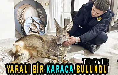 <center> Türkeli: </center><center><font color=’blue’> YARALI BİR KARACA BULUNDU </font></center>