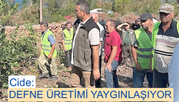 <center> Cide: </center><center><font color=’blue’> DEFNE ÜRETİMİ YAYGINLAŞIYOR </font></center>