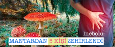 <center> İnebolu: </center><center><font color=’blue’> MANTARDAN 5 KİŞİ ZEHİRLENDİ </font></center>