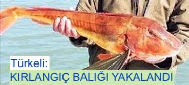 <center> Türkeli: </center><center><font color=’blue’> KIRLANGIÇ BALIĞI YAKALANDI </font></center>