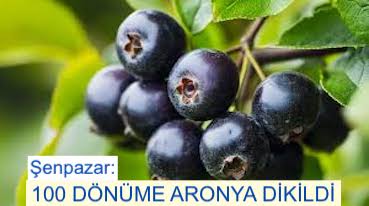 <center> Şenpazar: </center><center><font color=’blue’>100 DÖNÜME ARONYA DİKİLDİ </font></center>