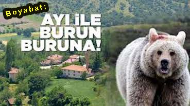 <center> Boyabat: </center><center><font color=’blue’> AYI İLE BURUN BURUNA! </font></center>