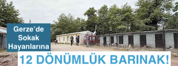 <center> Gerze’de Sokak Hayanlarına </center><center><font color=’blue’>12 DÖNÜMLÜK BARINAK!</font></center>