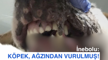 <center> İnebolu:</center><center><font color=’blue’> KÖPEK, AĞZINDAN VURULMUŞ!</font></center>