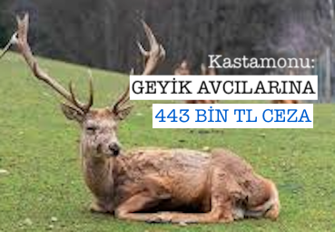 <center> Kastamonu: </center><center><font color=’blue’> GEYİK AVCILARINA 443 BİN TL CEZA </font></center>