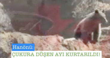 <center> Hanönü: </center><center><font color=’blue’> ÇUKURA DÜŞEN AYI KURTARILDI! </font></center>