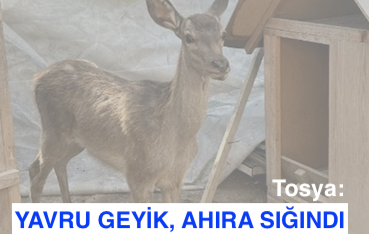 <center> Tosya: </center><center><font color=’blue’> YAVRU GEYİK, AHIRA SIĞINDI </font></center>