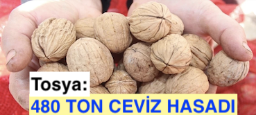 <center> Tosya: </center><center><font color=’blue’>480 TON CEVİZ HASADI </font></center>