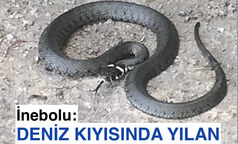 <center> İnebolu:</center><center><font color=’blue’> DENİZ KIYISINDA YILAN </font></center>