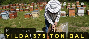 <center> Kastamonu: </center><center><font color=’blue’> YILDA 375 TON BAL! </font></center>