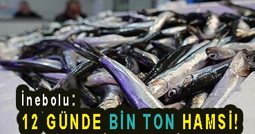 <center> İnebolu: </center><center><font color=’blue’>12 GÜNDE BİN TON HAMSİ! </font></center>