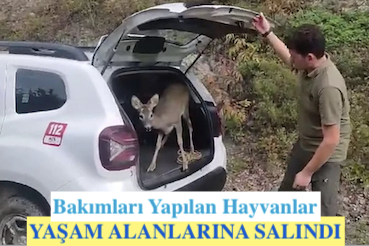 <center> Bakımları Yapılan Hayvanlar </center><center><font color=’blue’> YAŞAM ALANLARINA SALINDI </font></center>