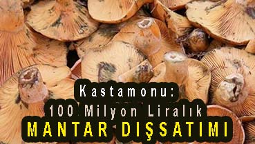 <center> Kastamonu: </center><center><font color=’blue’> MANTAR DIŞSATIMI </font></center>