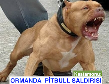 <center> Kastamonu: </center><center><font color=’blue’> ORMANDA  PİTBULL SALDIRISI </font></center>