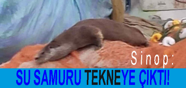 <center> Sinop: </center><center><font color=’blue’> SU SAMURU TEKNEYE ÇIKTI! </font></center>