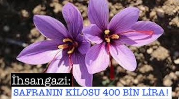 <center> İhsangazi: </center><center><font color=’blue’> SAFRANIN KİLOSU 400 BİN LİRA! </font></center>