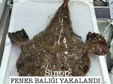 <center> Sinop: </center><center><font color=’blue’> FENER BALIĞI YAKALANDI </font></center>