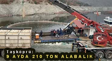 <center> Taşköprü: </center><center><font color=’blue’>9 AYDA 210 TON ALABALIK  </font></center>
