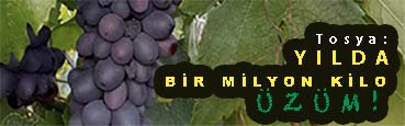 <center> Tosya: </center><center><font color=’blue’> YILDA BİR MİLYON KİLO ÜZÜM!  </font></center>