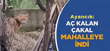 <center> Ayancık: </center><center><font color=’blue’> AÇ KALAN ÇAKAL MAHALLEYE İNDİ </font></center>