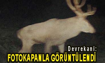 <center> Devrekani: </center><center><font color=’blue’> FOTOKAPANLA GÖRÜNTÜLENDİ </font></center>
