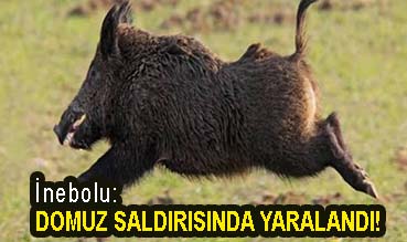 <center> İnebolu: </center><center><font color=’blue’> DOMUZ SALDIRISINA UĞRADI! </font></center>