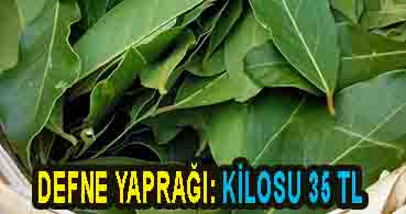 DEFNE YAPRAĞI: KİLOSU 35 TL