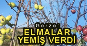 <center> Gerze: </center><center><font color=’blue’> ELMALAR YEMİŞ VERDİ </font></center>