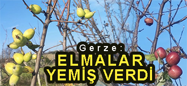 <center> Gerze: </center><center><font color=’blue’> ELMALAR YEMİŞ VERDİ </font></center>