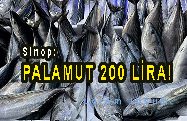 <center> Sinop: </center><center><font color=’blue’> PALAMUT 200 LİRA! </font></center>