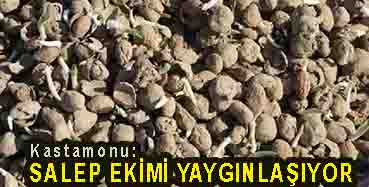 <center> Kastamonu: </center><center><font color=’blue’> SALEP EKİMİ YAYGINLAŞIYOR </font></center>