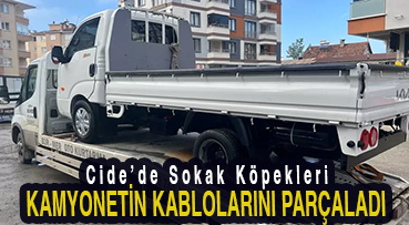<center> Cide’de Sokak Köpekleri </center><center><font color=’blue’> KAMYONETİN KABLOLARINI PARÇALADI </font></center>
