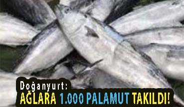 <center> Doğanyurt: </center><center><font color=’blue’> AĞLARA 1.000 PALAMUT TAKILDI!</font></center>