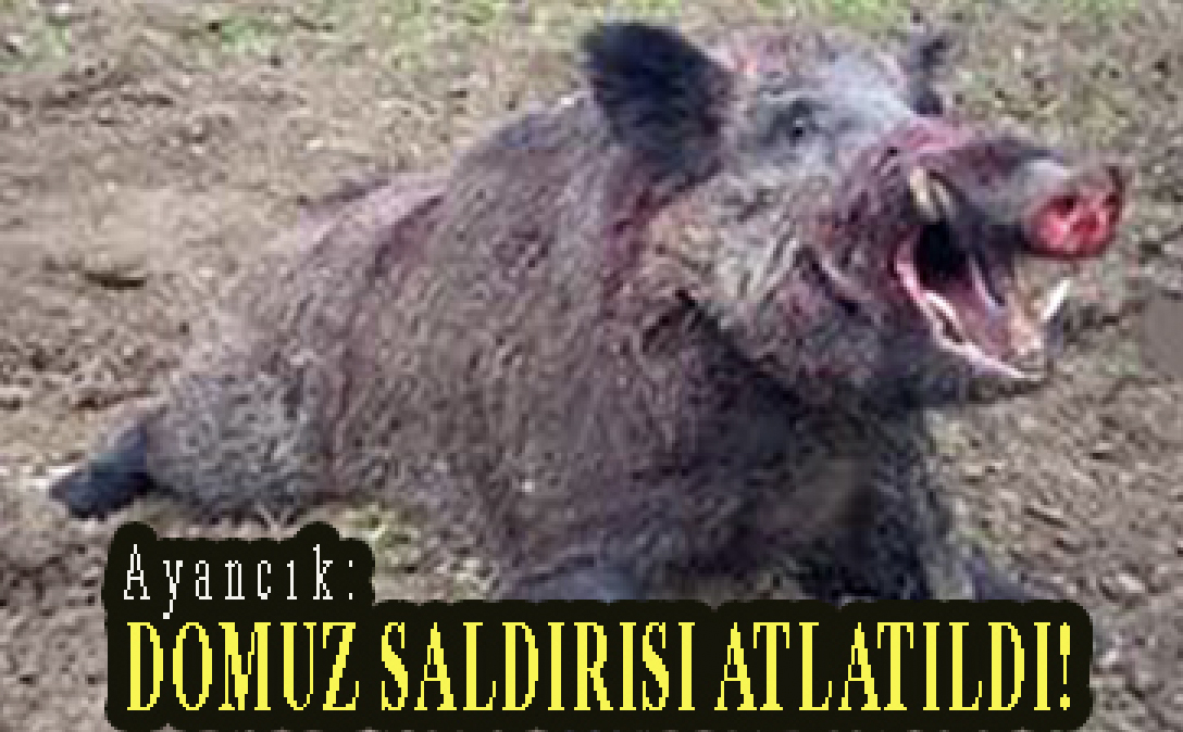 <center> Ayancık: </center><center><font color=’blue’> DOMUZ SALDIRISI ATLATILDI! </font></center>