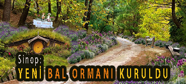 <center> Sinop: </center><center><font color=’blue’> YENİ BAL ORMANI KURULDU </font></center>
