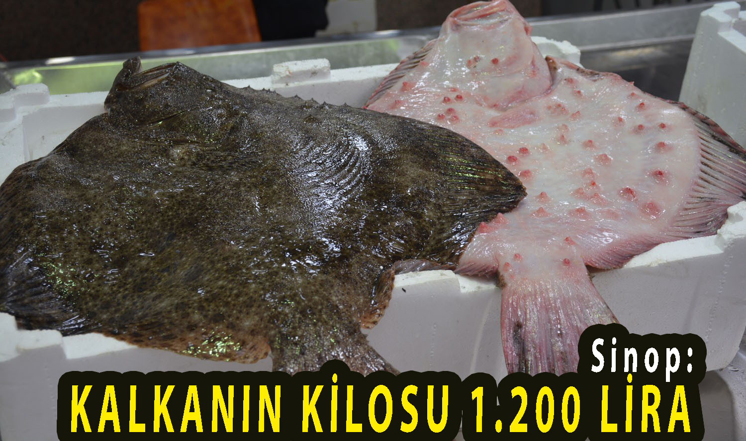 <center> Sinop: </center><center><font color=’blue’> KALKANIN KİLOSU 1.200 LİRA </font></center>