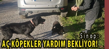 <center> Sinop: </center><center><font color=’blue’> AÇ KÖPEKLER YARDIM BEKLİYOR! </font></center>