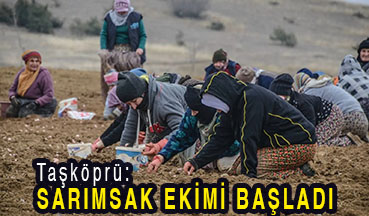 <center> Taşköprü: </center><center><font color=’blue’> SARIMSAK EKİMİ BAŞLADI </font></center>