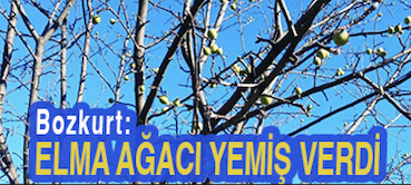 <center> Bozkurt: </center><center><font color=’blue’> ELMA AĞACI YEMİŞ VERDİ </font></center>