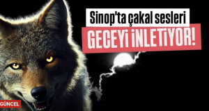 <center> Sinop’ta Çakal Sesleri </center><center><font color=’blue’> GECEYİ İNLETİYOR </font></center>