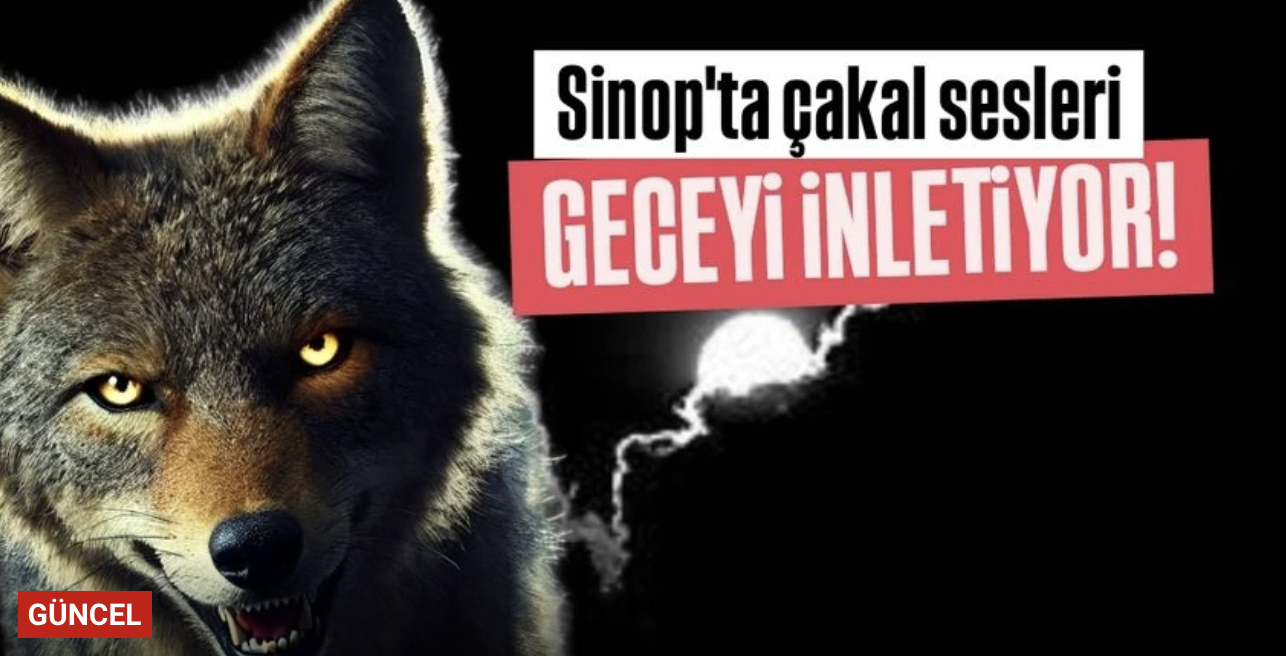<center> Sinop’ta Çakal Sesleri </center><center><font color=’blue’> GECEYİ İNLETİYOR </font></center>